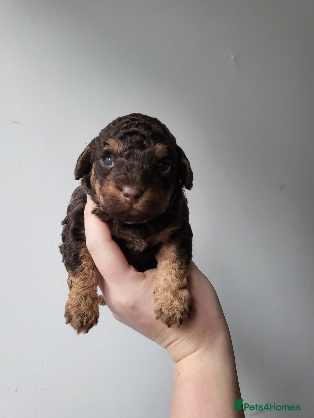 Toy Poodle dogs for stud: KC CHOCOLATE PHANTOM TOY POODLE in Willenhall - Advert 39