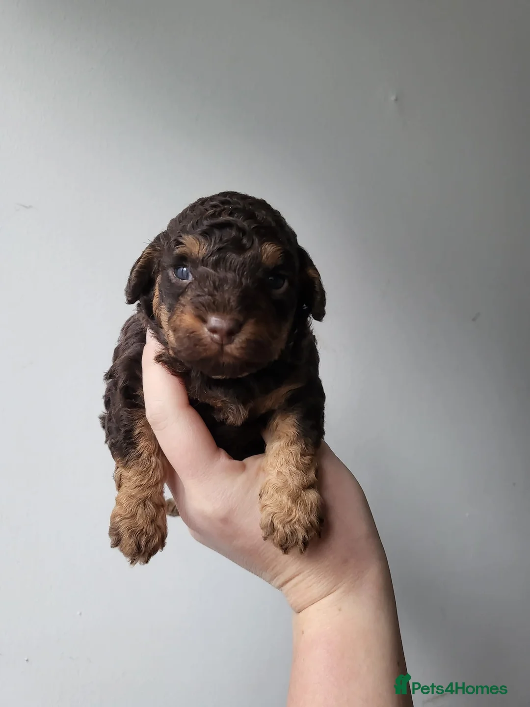 Toy Poodle dogs for stud: KC CHOCOLATE PHANTOM TOY POODLE in Willenhall - Advert 39