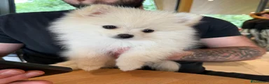 Pomeranian 3