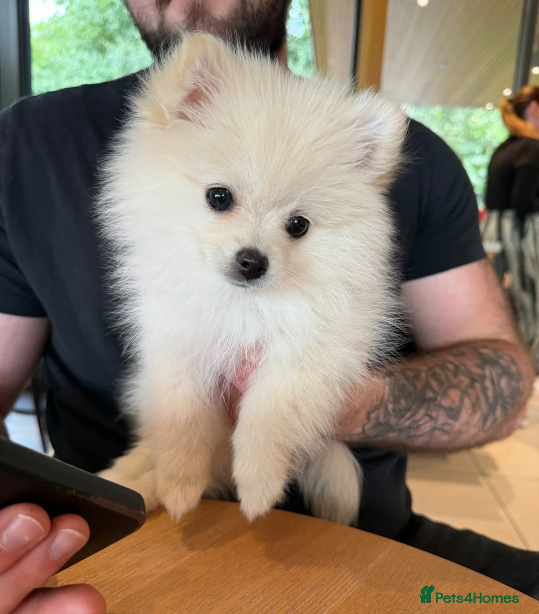 Pomeranian dogs for sale: Beautiful Female Pomeranian  in Ashton-under-Lyne - Advert 1