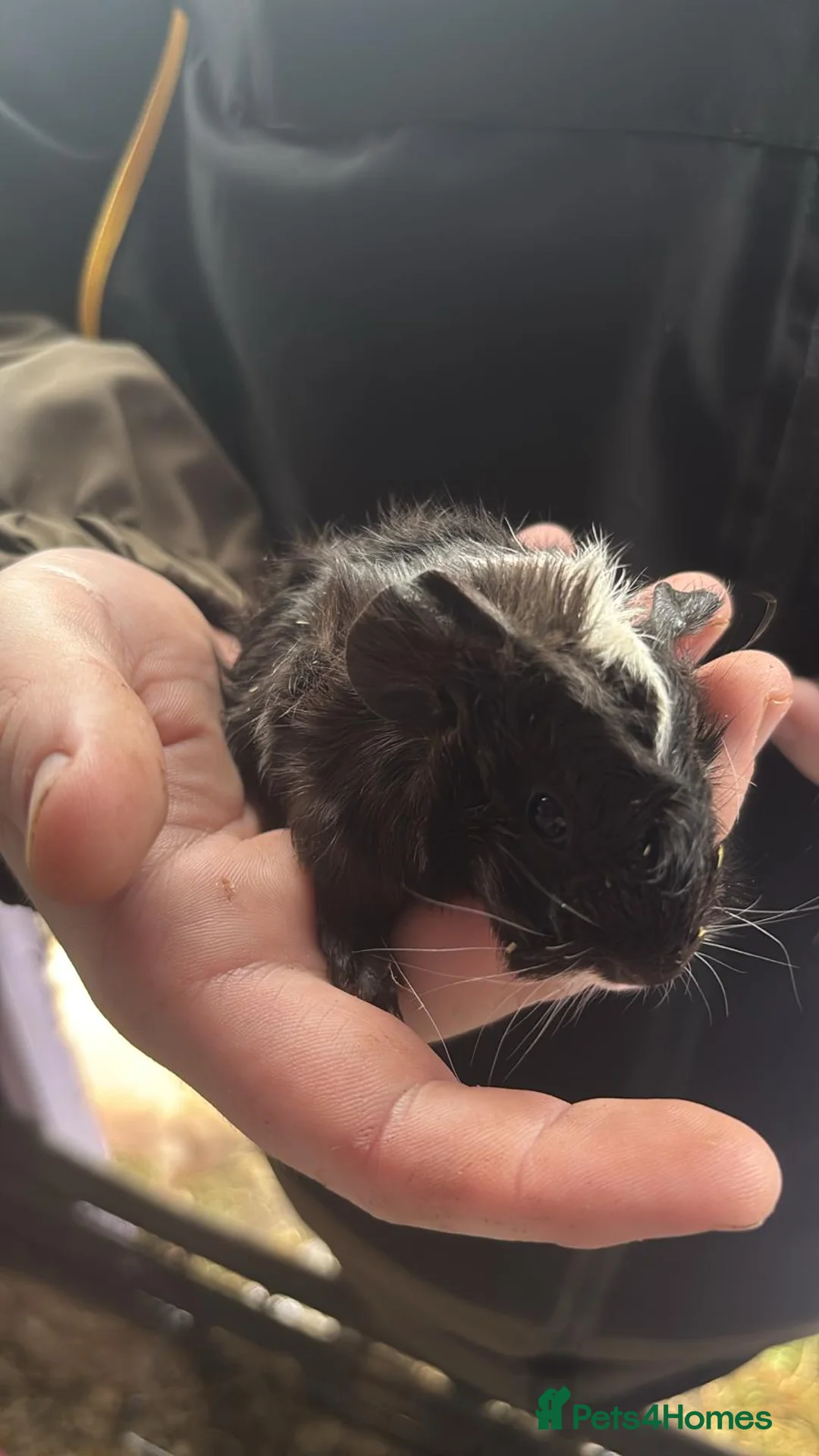 Guinea Pig rodents for sale: Baby guiena pigs ready in a few weeks  - Advert 4