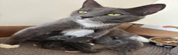 Mixed Breed cats for sale: 5 beautiful grey/blue kittens  - Advert 1