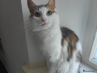 Maine Coon cats Norwegian Forest Cat - Advert 7