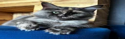Maine Coon cats for sale: Active MaineCoon Girl Available | Full Registered  - Advert 1