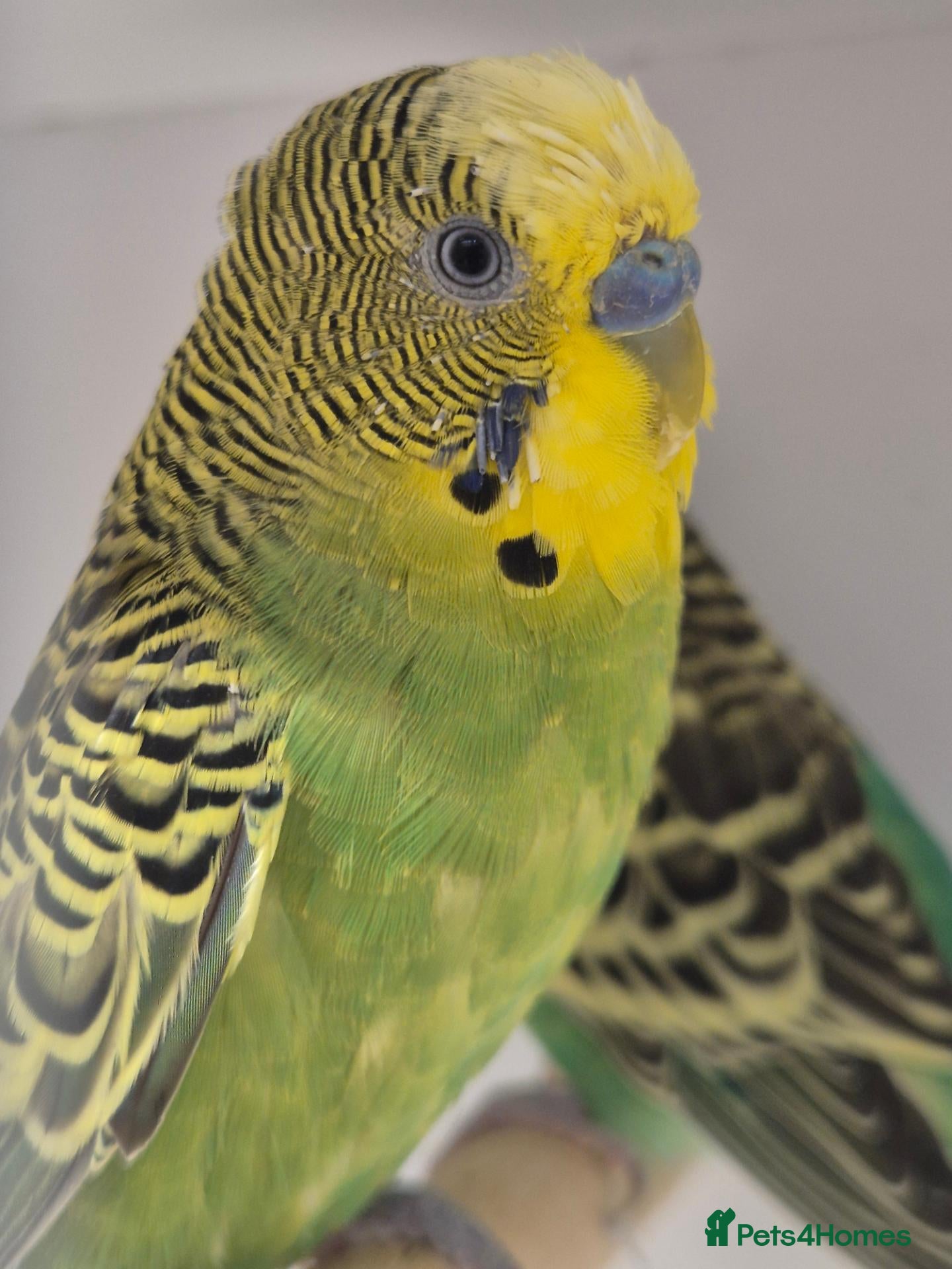 Budgerigars birds Hens for breeders - Advert 2