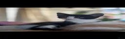 Domestic Shorthair cats for sale: kittens - Advert 2