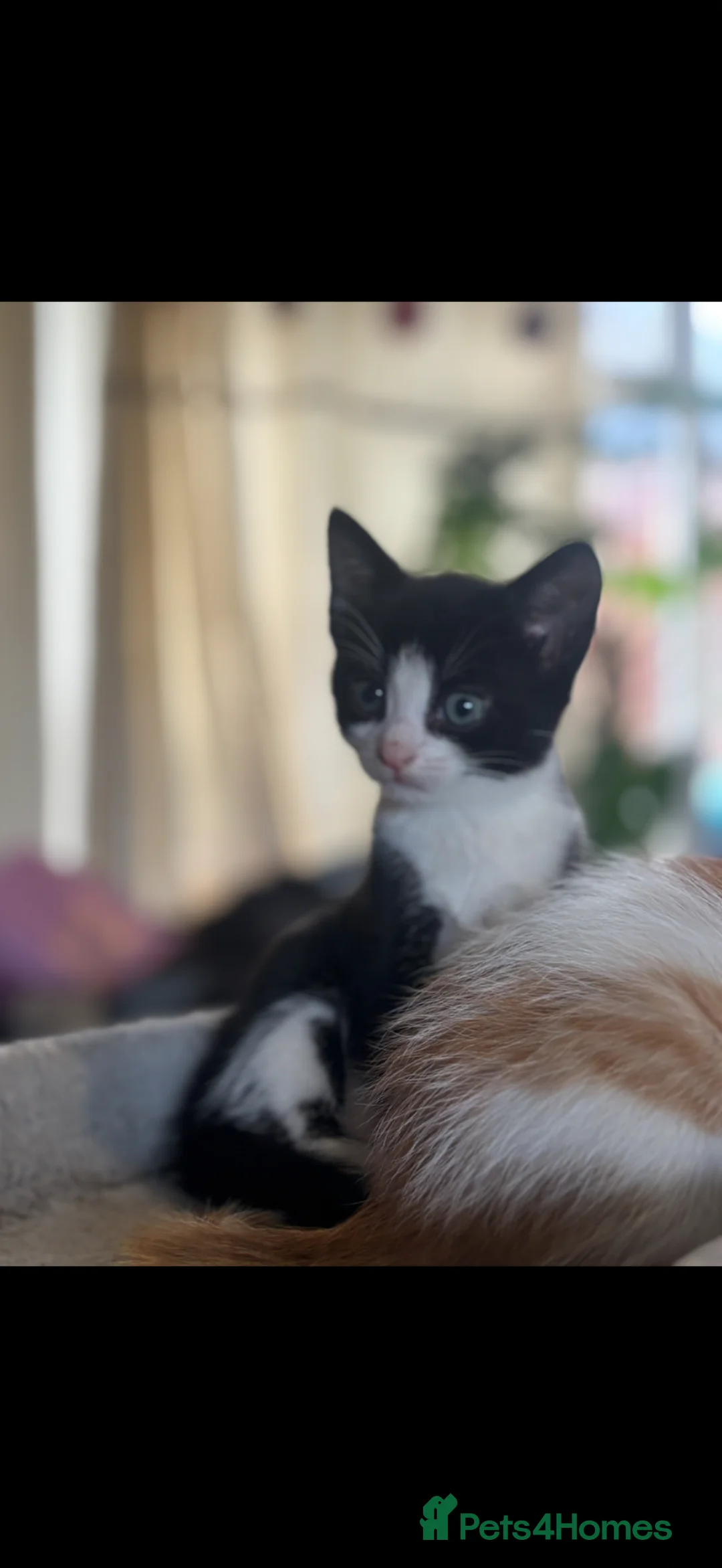 Domestic Shorthair cats for sale: kittens - Advert 2