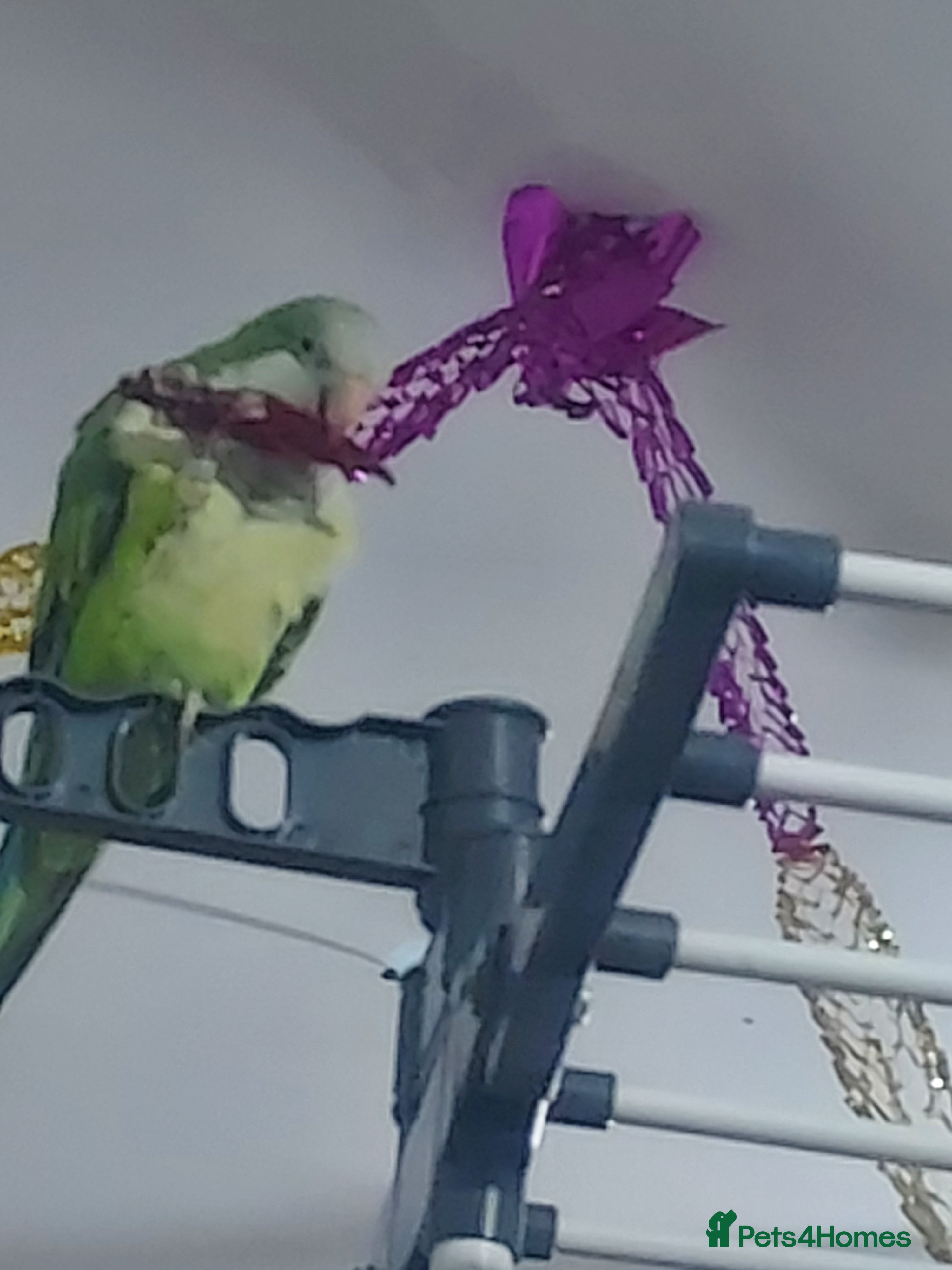 Parakeets birds A quaker parrot and kakariki  - Advert 1