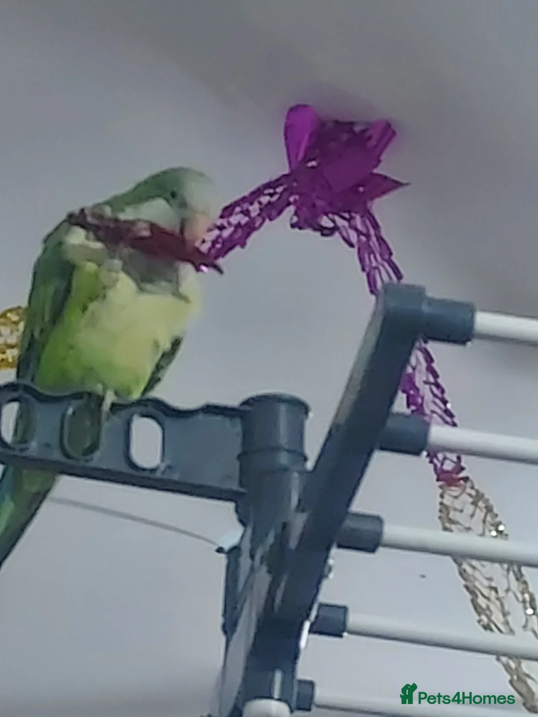 Parakeets birds for sale: A quaker parrot and kakariki  - Advert 1