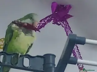 Parakeets birds A quaker parrot and kakariki - Advert 3