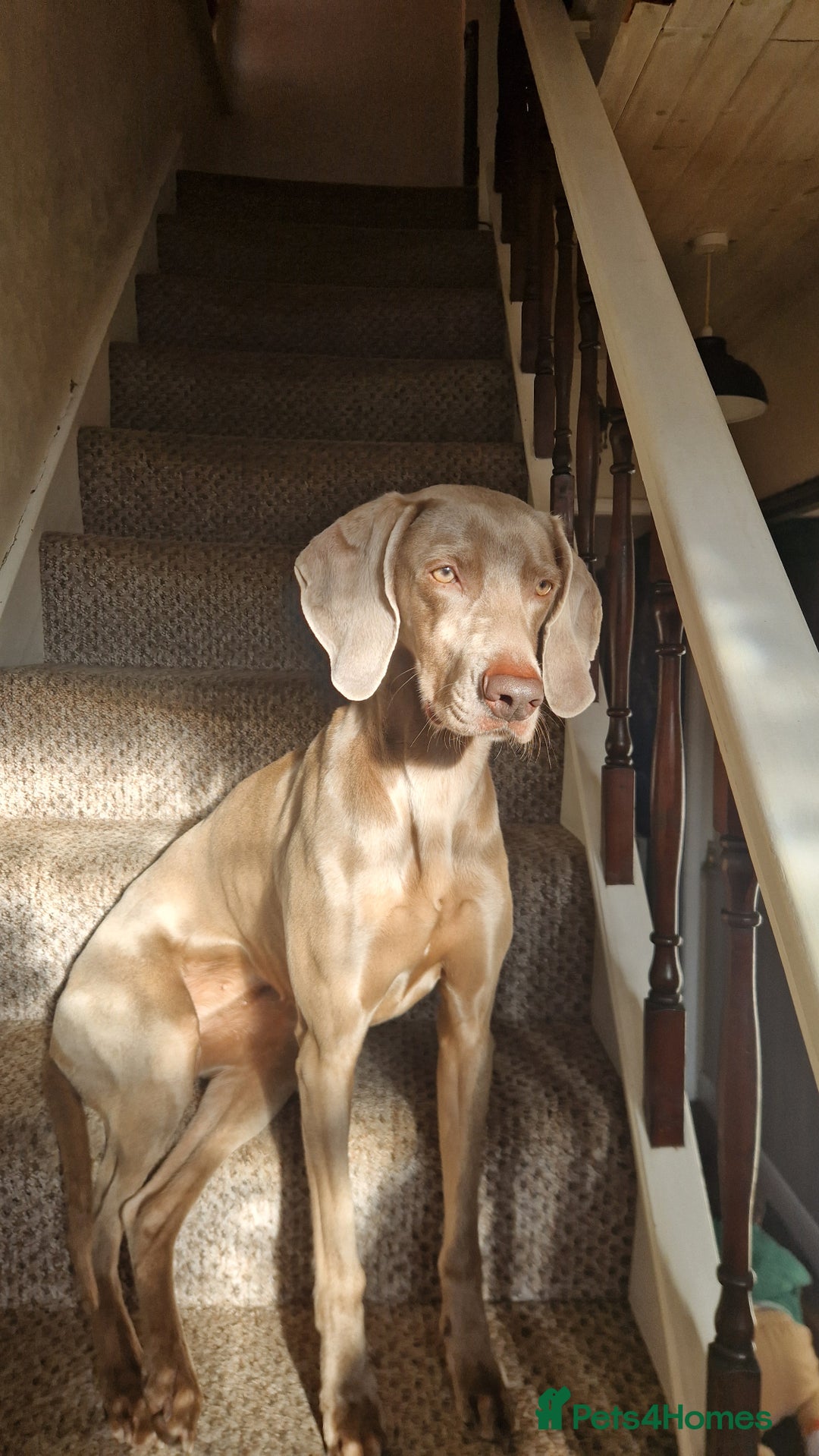 Weimaraner dogs for sale: KC Registered Weimaraner puppies - Advert 2