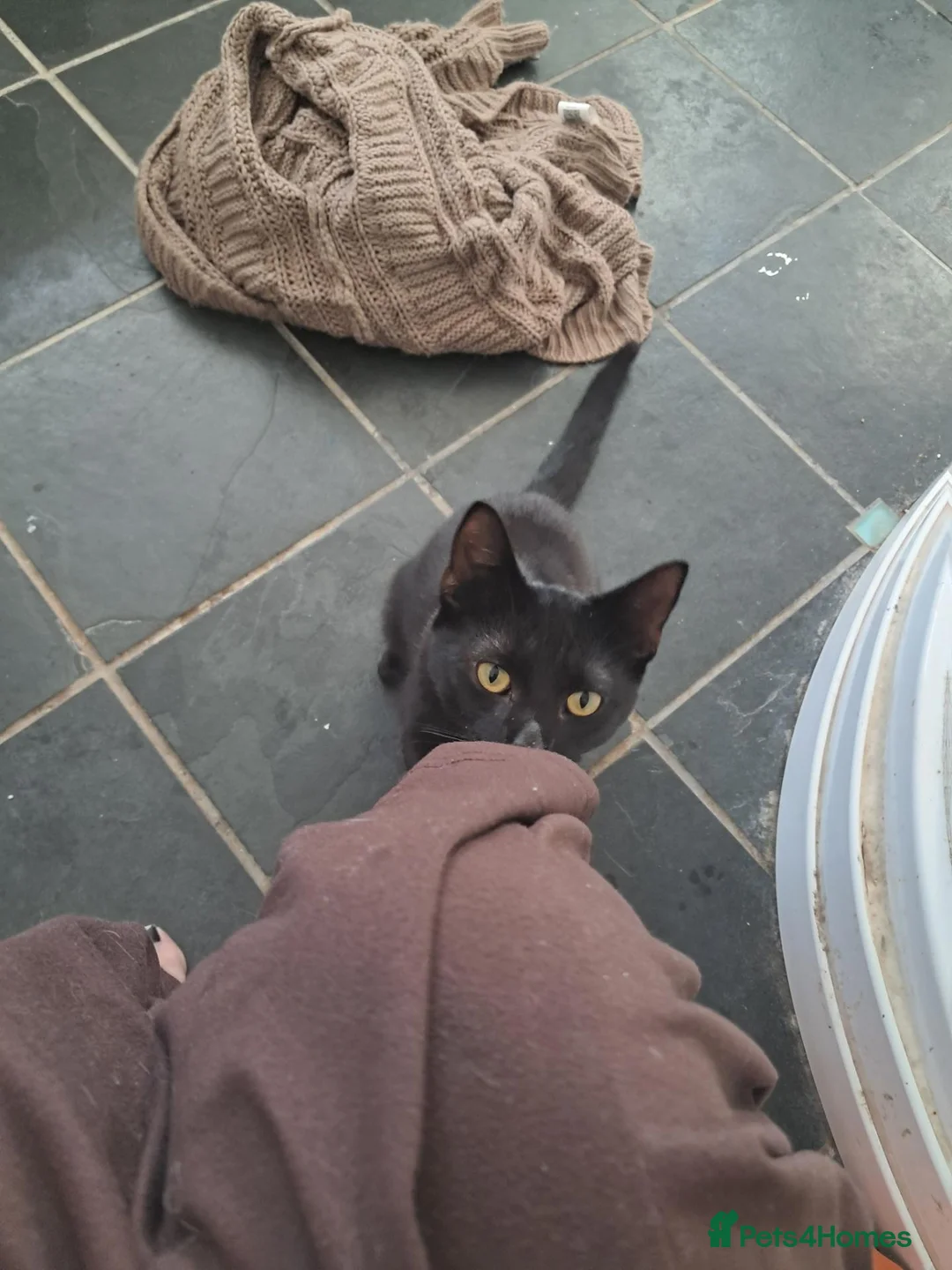 Mixed Breed cats for sale: Donnie and margot - Advert 1