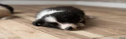 Border Collie dogs for sale: Exceptional, health tested, KC registered puppies - Advert 3