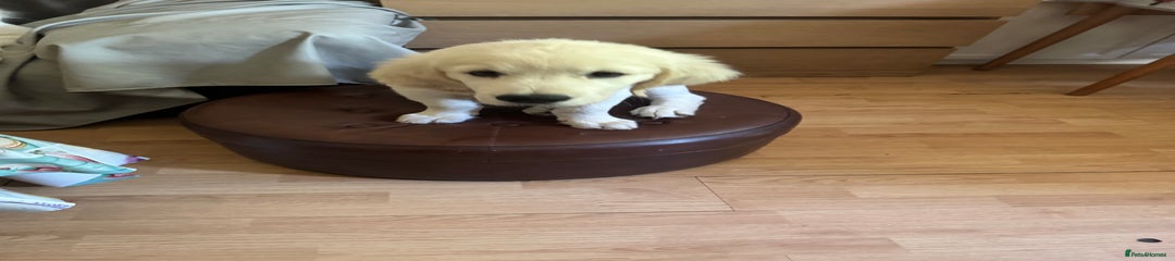 Golden Retriever Puppy 6