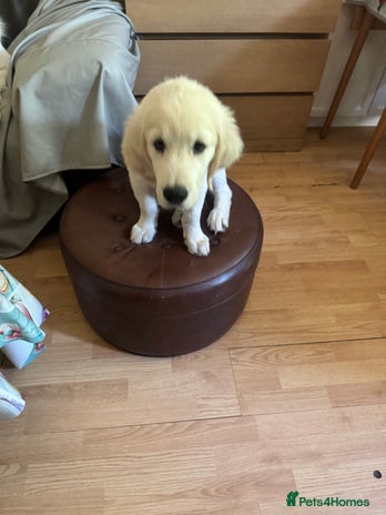 Golden Retriever dogs - Advert 1