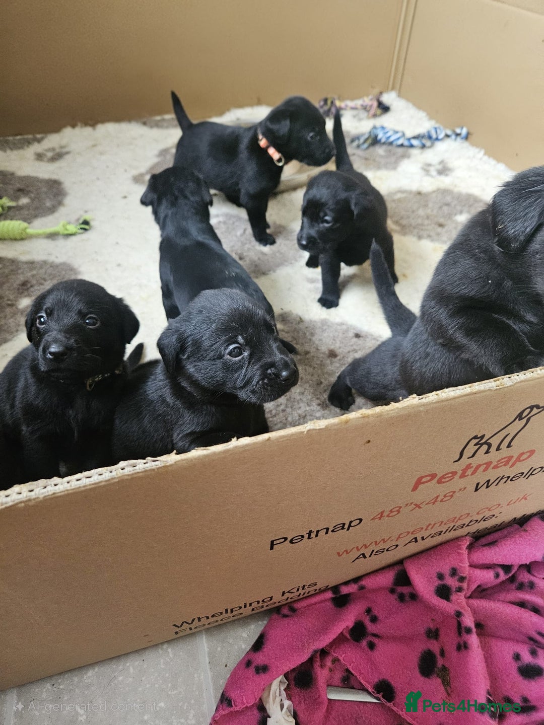 Labrador Retriever dogs for sale: Chunky Family Labrador Puppies  - Image 20