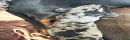 Miniature Dachshund dogs for sale: Miniature dauchunds  - Advert 6