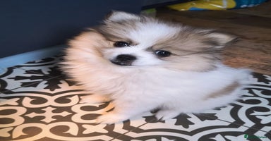 Pomeranian dogs - Advert 3
