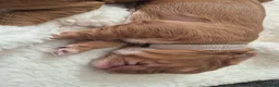 Cockapoo dogs for sale: Beautiful F1 cockapoos - 4 reserved! - Advert 30