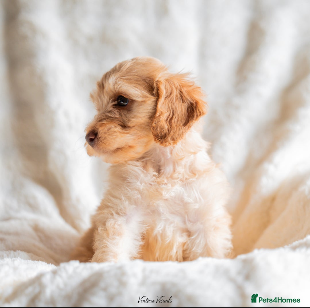 Cockapoo dogs for sale: Extensively health tested Cockapoo puppy’s  - Image 13