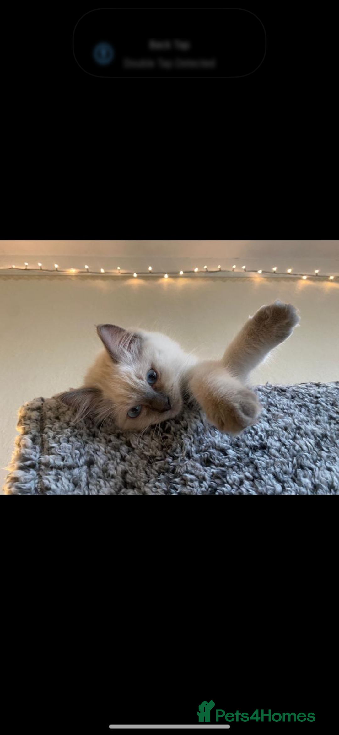 Ragdoll cats for sale: Stunning GCCF reg ragdoll kittens available now  - Image 13