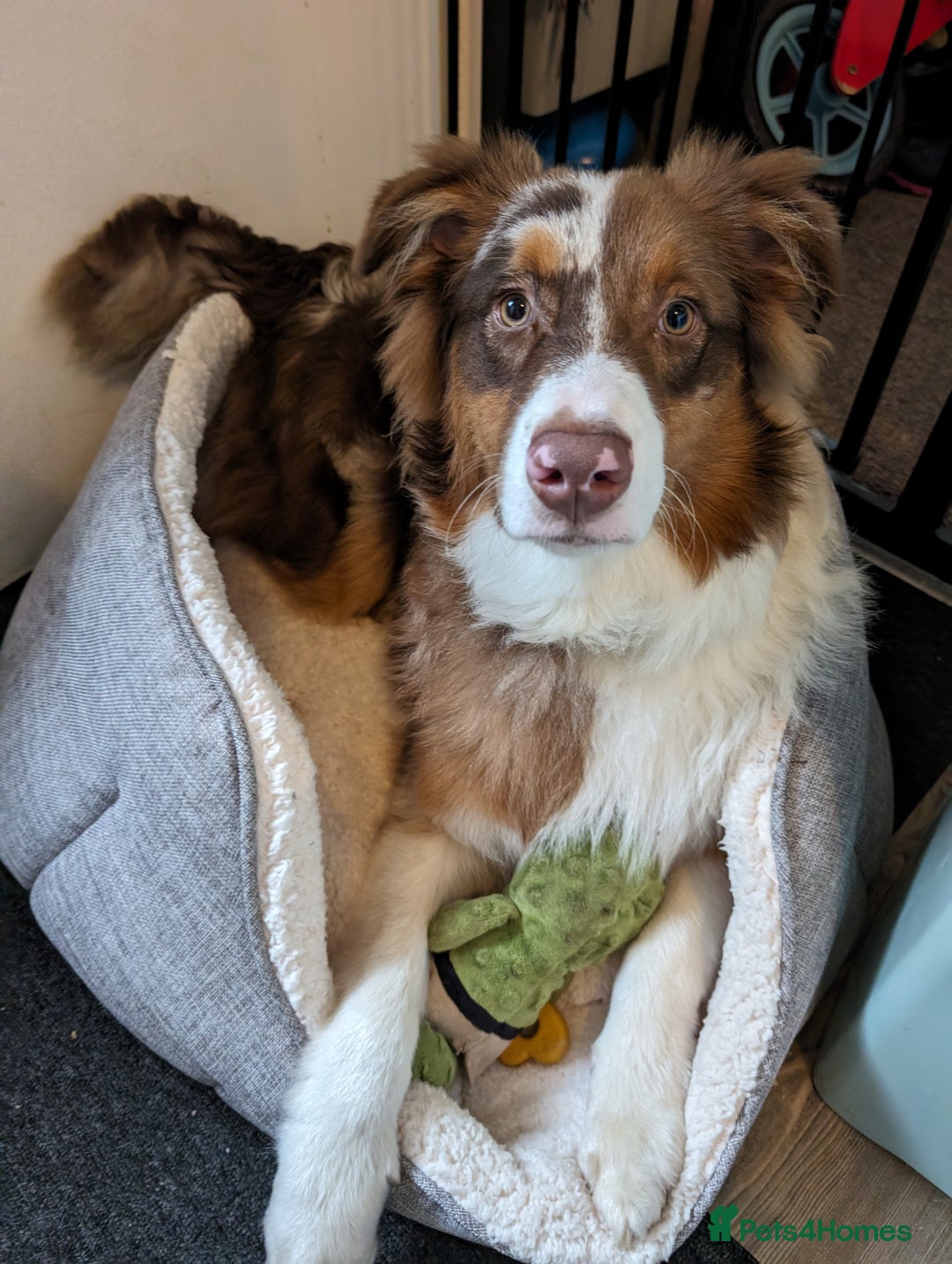 Australian Shepherd dogs for sale: Beautiful Australia shepherd looking for home - Image 3