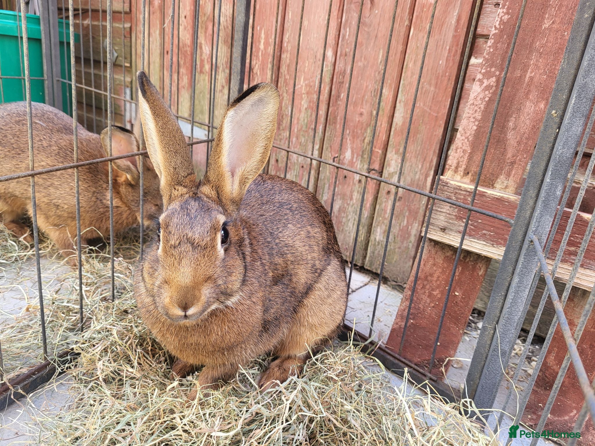 Belgian Hares rabbits Belgain hare mix female  - Advert 1