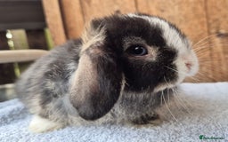 Mini Lop rabbits for sale: Mini lop babys ready now  - Image 2