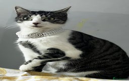 Bengal cats for sale: Rare Bengal Breed In White and Grey Ginger - Image 3