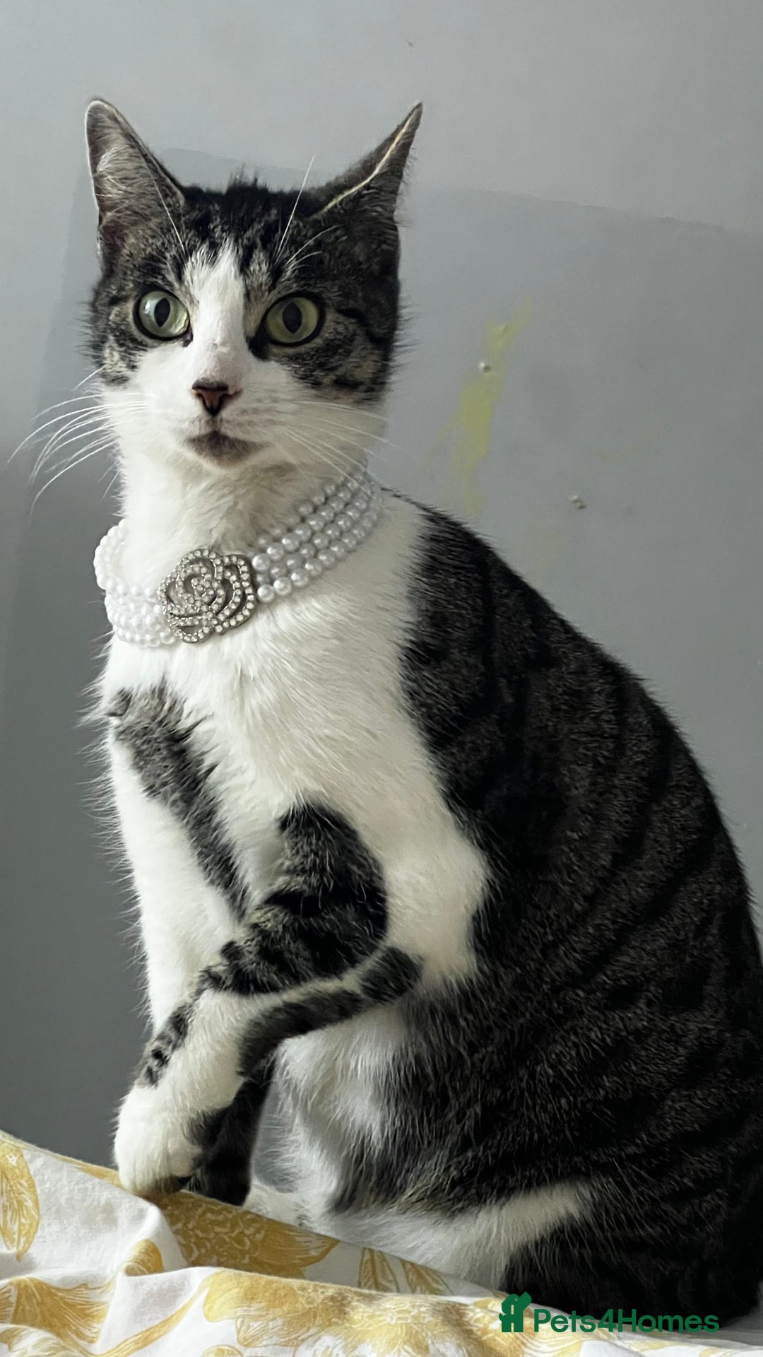 Bengal cats for sale: Rare Bengal Breed In White and Grey Ginger - Image 3