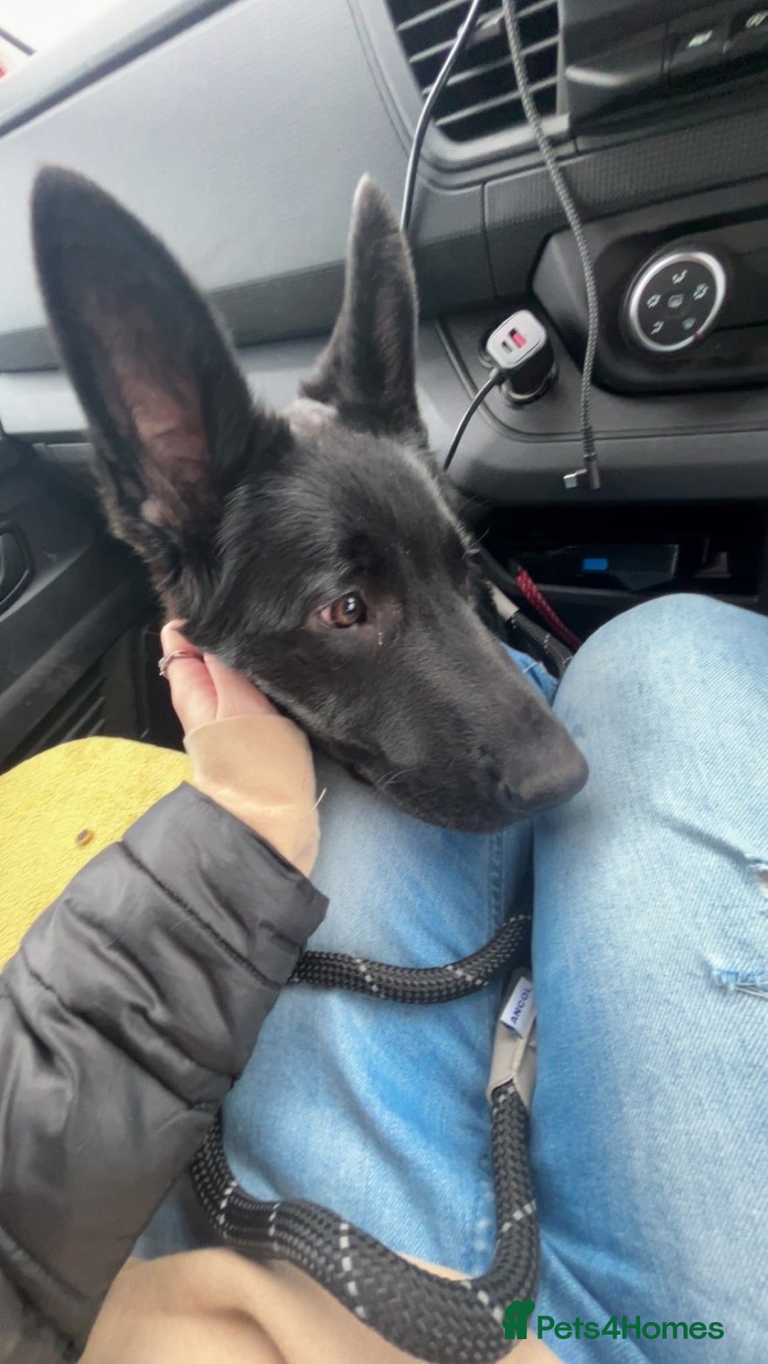 German Shepherd dogs for sale: Beautiful black German Shepard girl  - Advert 4