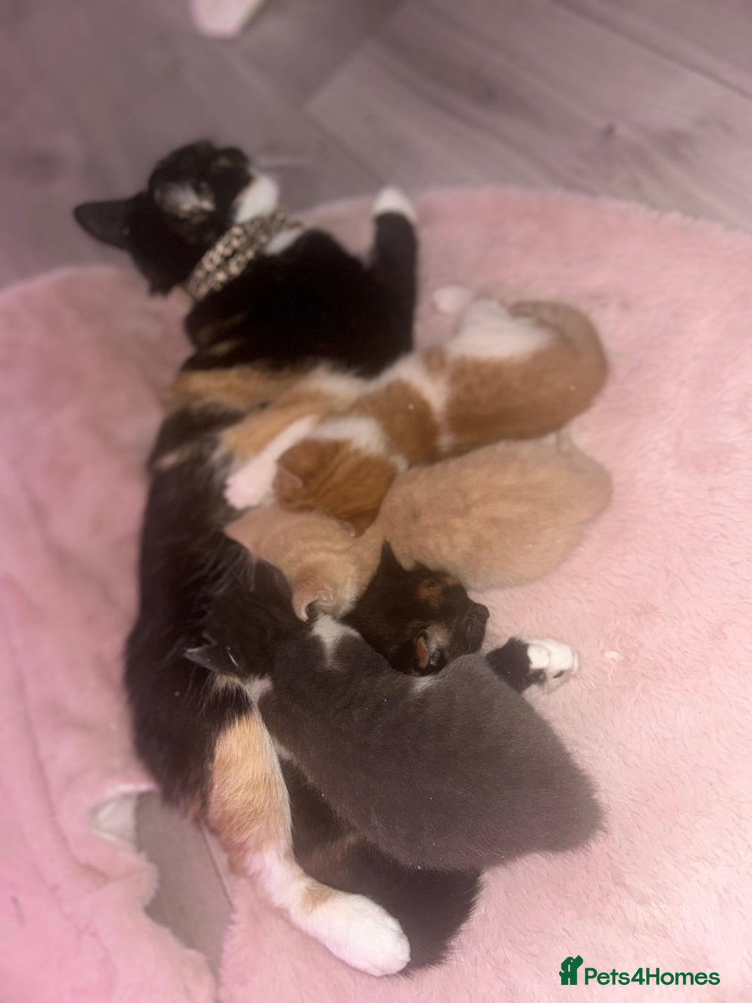 British Shorthair cats for sale: Four Adorable Kittens 🤍 - Advert 24