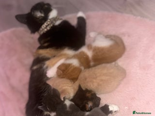 British Shorthair cats Four Adorable Kittens 🤍 - Advert 1