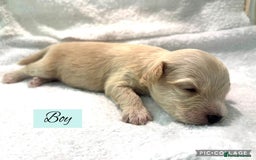 Mixed Breed dogs for sale: Cockapoochi Puppies - Image 5