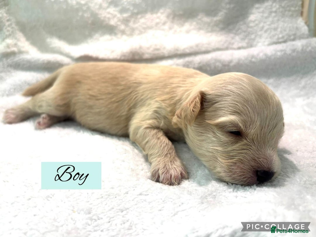 Mixed Breed dogs for sale: Cockapoochi Puppies - Image 5