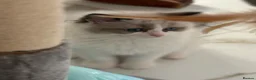 Ragdoll cats for sale: 🎖️GCCF🏆RAGDOLLS 11WKS **EXTENSIVE GENETIC TEST** - Advert 7