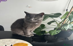 British Shorthair cats for sale: Free Misty Cat looking for home  - Image 4