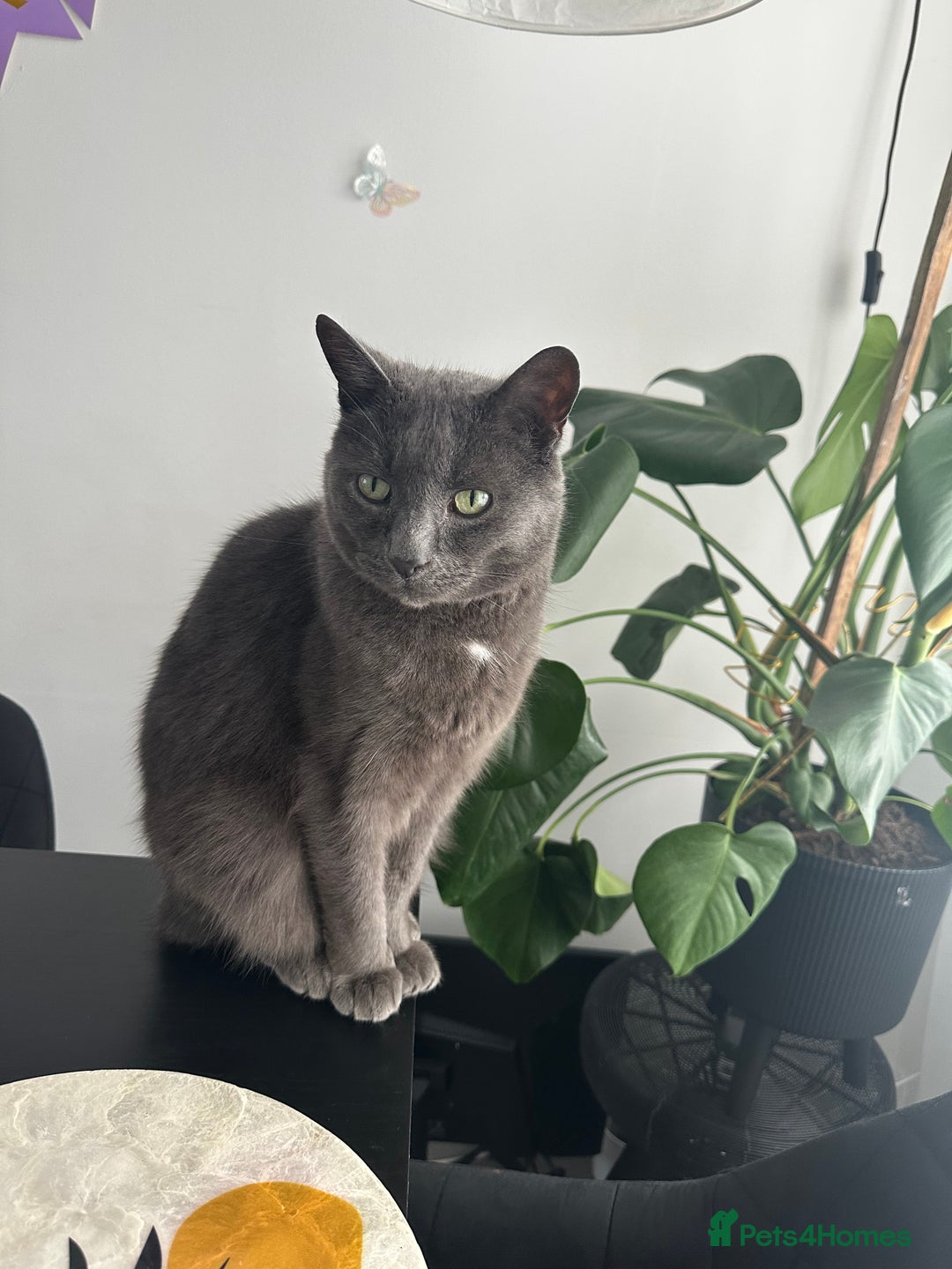 British Shorthair cats for sale: Free Misty Cat looking for home  - Image 4