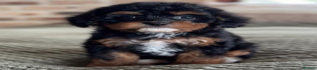 Cavapoo Puppy 8