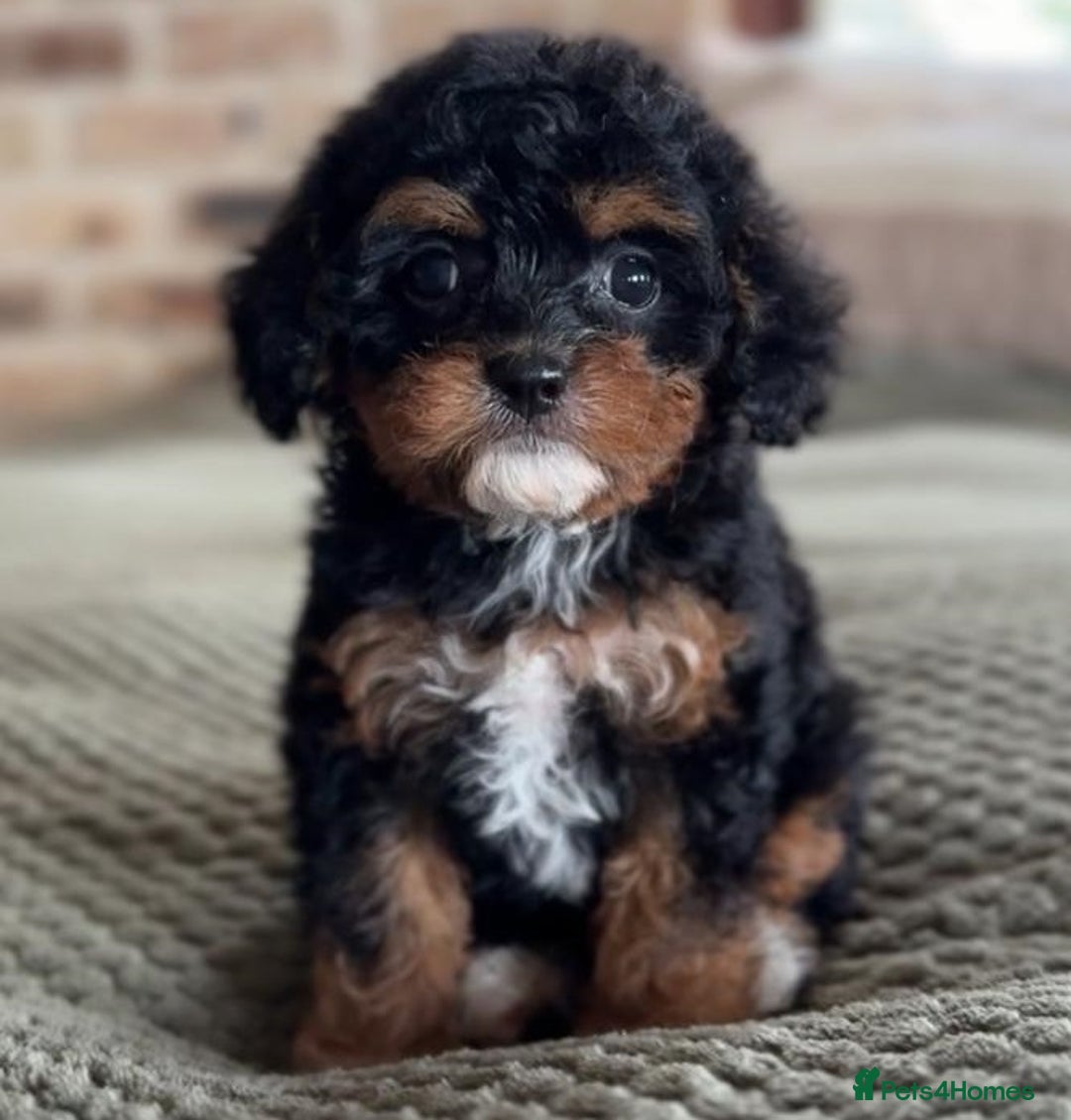 Cavapoo dogs for sale: Beautiful purebred Cavapoo Puppies - Image 20