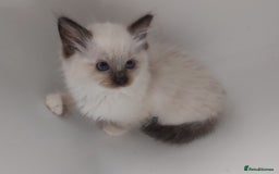 Ragdoll cats for sale: RAGDOLLS GIRLS BOYS BICOLOUR SEAL POINT BLUE EYES  - Image 13