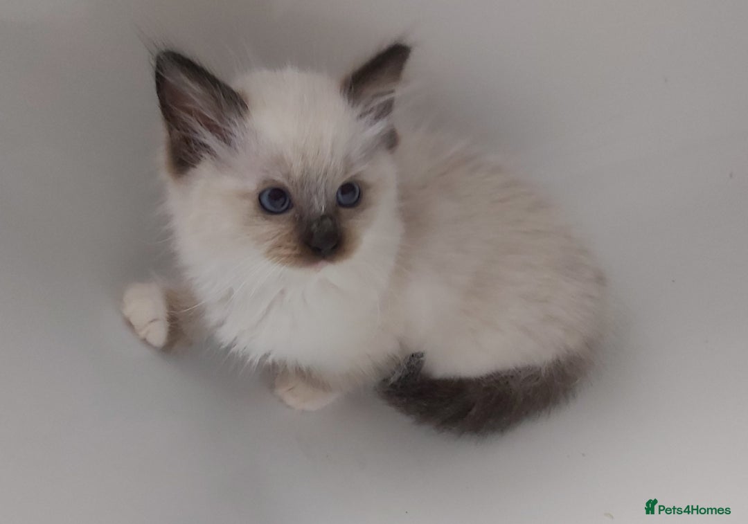 Ragdoll cats for sale: RAGDOLLS GIRLS BOYS BICOLOUR SEAL POINT BLUE EYES  - Image 13