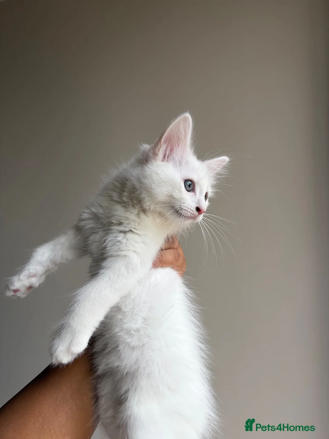 Mixed Breed cats for sale: Beautiful Mixed Ragdoll Tabby boy in Birmingham - Advert 2