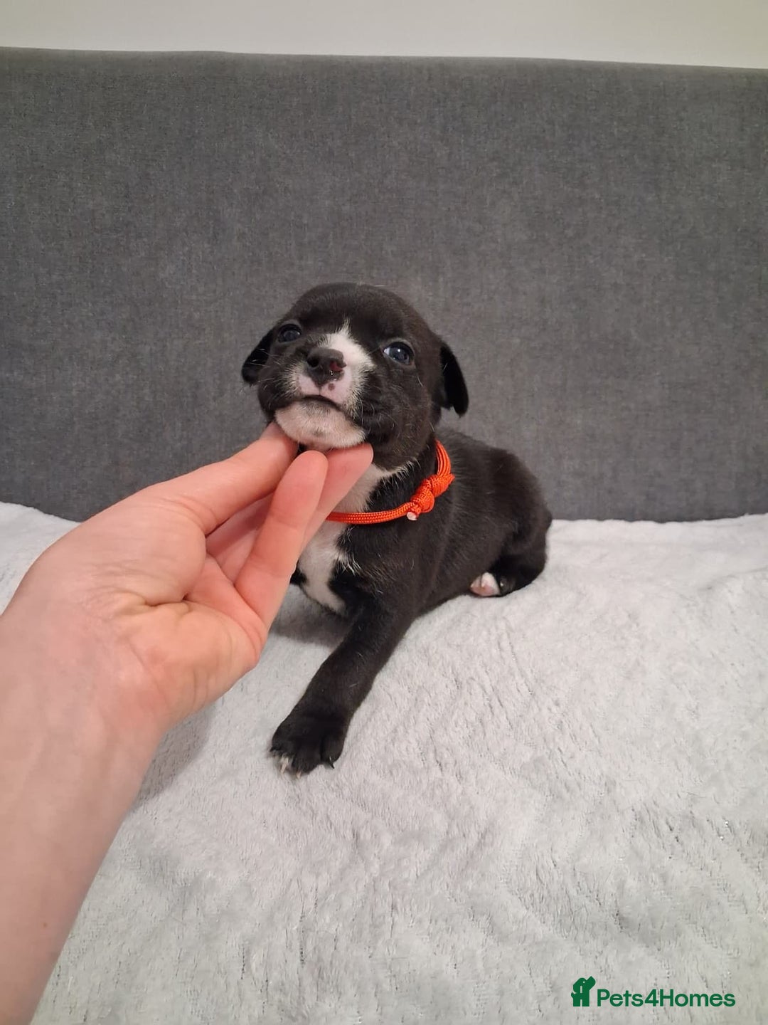 Staffordshire Bull Terrier dogs for sale: Show quality Staffordshire Bull Terrier - Advert 9