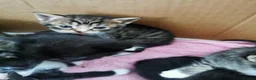 Mixed Breed cats for sale: Lovely Kittens  - Advert 7