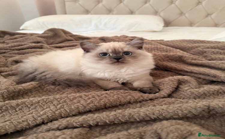 British Longhair cats - Advert 12
