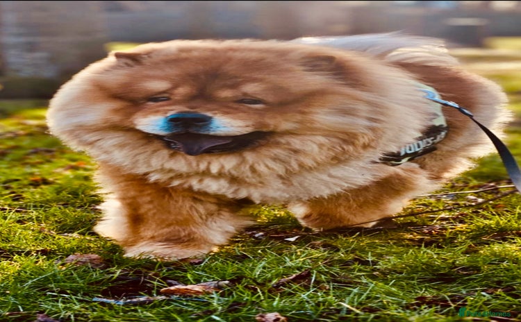 Chow Chow dogs - Advert 4