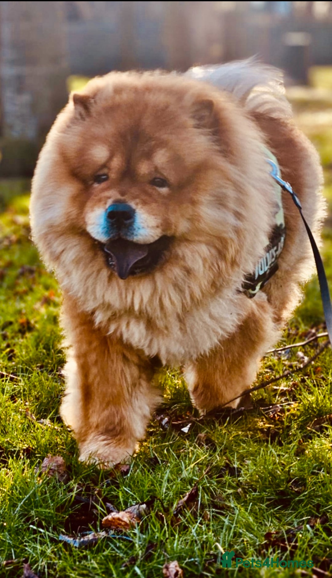 Chow Chow dogs for stud: Chow chow stud - Image 1