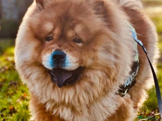 Chow Chow dogs - Advert 4