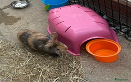 English Spot rabbits for sale: English spot x dwarf  - Image 3